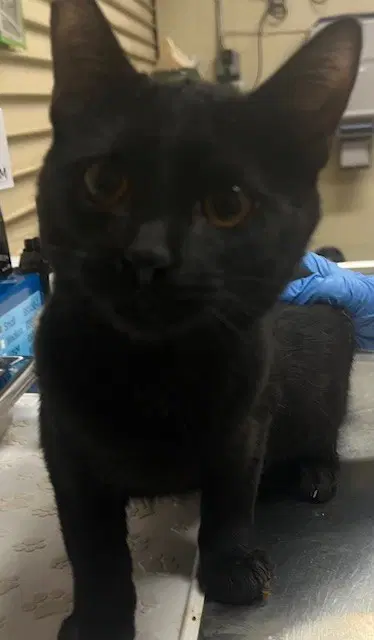 Panther - Domestic Short Hair