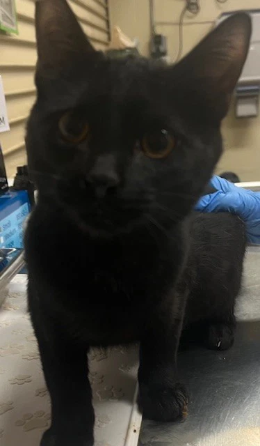 Panther