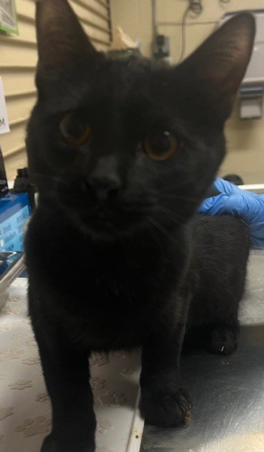 Panther, Domestic Short Hair (medium coat)