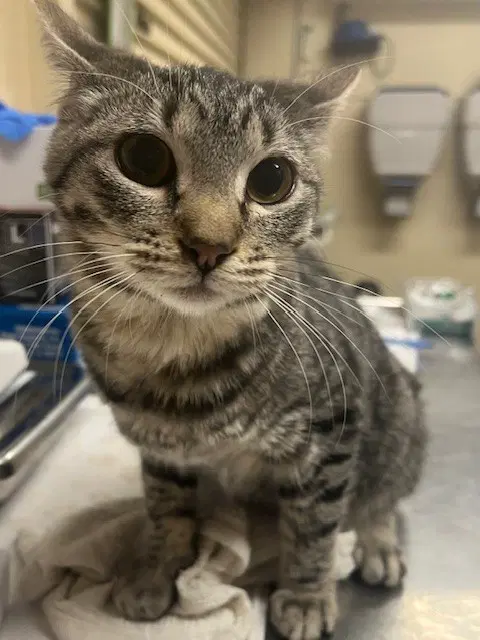 Cora - Domestic Short Hair