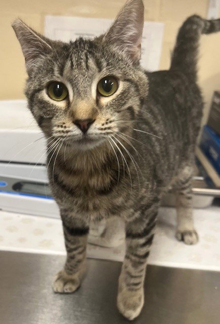 Sage, Domestic Short Hair (medium coat)