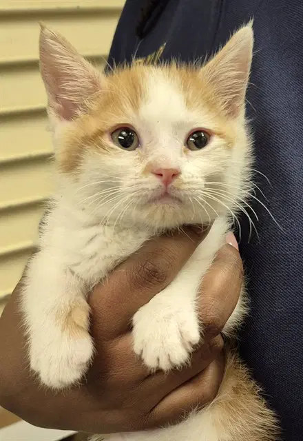 Chunks - Domestic Short Hair