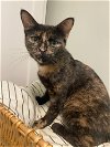 adoptable Cat in mooresville, NC named Ade