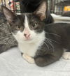 adoptable Cat in mooresville, NC named Smudgers
