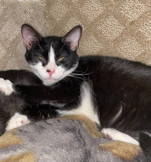 SMUDGERS - Domestic Short Hair available for adoption