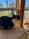 adoptable Cat in mooresville, NC named Smudgers