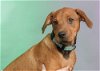 adoptable Dog in mooresville, NC named Ross