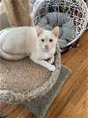 adoptable Cat in mooresville, NC named Caspian
