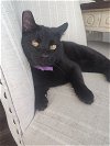 adoptable Cat in mooresville, NC named Raven
