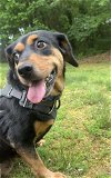 adoptable Dog in mooresville, NC named KitKat