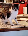adoptable Cat in mooresville, nc, NC named Freya