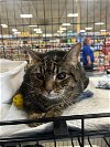 adoptable Cat in mooresville, nc, NC named J