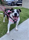 adoptable Dog in mooresville, NC named Macy
