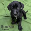 adoptable Dog in  named Sookie