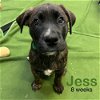 adoptable Dog in mooresville, nc, NC named Jess