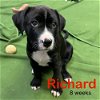 adoptable Dog in mooresville, NC named Richard