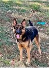 adoptable Dog in mooresville, NC named Nala