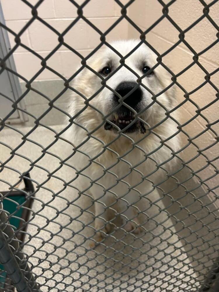 adoptable Dog in Mooresville, NC named Casper