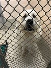adoptable Dog in mooresville, NC named Casper