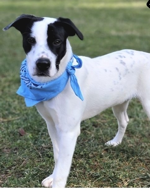 adoptable Dog in Mooresville, NC named Hart