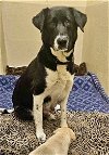 adoptable Dog in mooresville, NC named Roulette