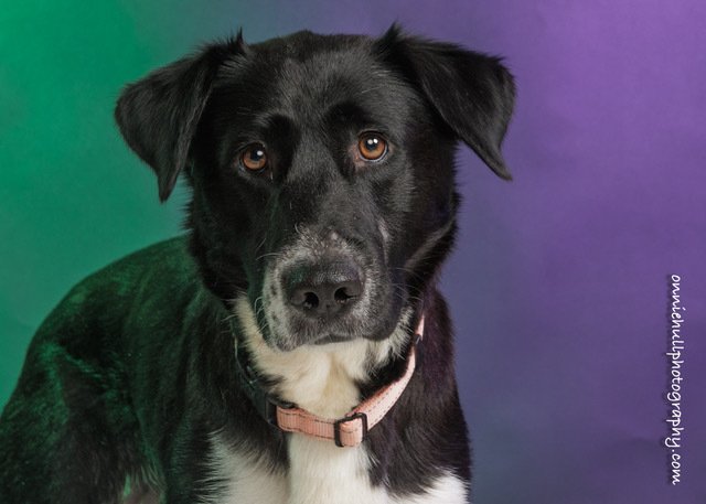 adoptable Dog in Mooresville, NC named Roulette