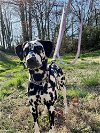 adoptable Dog in mooresville, nc, NC named Izzy