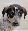 adoptable Dog in  named Triscuit