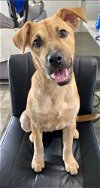 adoptable Dog in mooresville, nc, NC named Kali