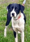 adoptable Dog in mooresville, NC named Ruffles (Belinda)