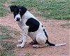 adoptable Dog in , NC named Cornchip (Bruce)