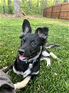 adoptable Dog in mooresville, NC named Luna (Eden)