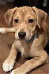 adoptable Dog in mooresville, NC named Allen