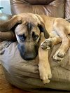 adoptable Dog in mooresville, NC named Apollo