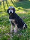 adoptable Dog in mooresville, NC named Onya
