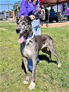 adoptable Dog in  named Gray