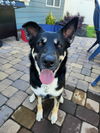adoptable Dog in mooresville, NC named Siyah