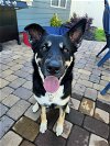 adoptable Dog in  named Siyah