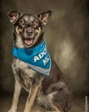 adoptable Dog in Mooresville, NC named Siyah