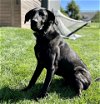 adoptable Dog in  named Tahoe
