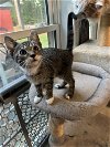 adoptable Cat in mooresville, NC named Bongo