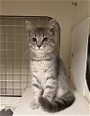 adoptable Cat in mooresville, NC named Amore