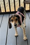 adoptable Dog in  named Millie