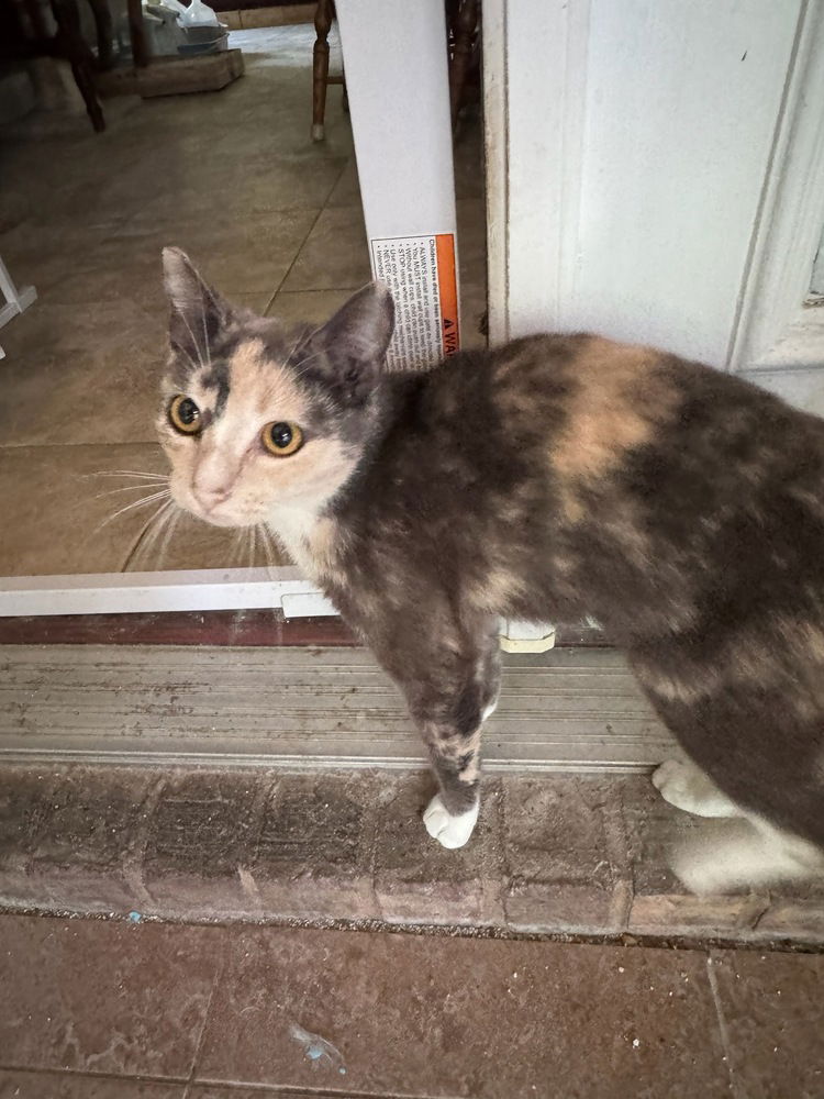 adoptable Cat in Mooresville, NC named Patches