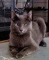 adoptable Cat in Mooresville, NC named Greg