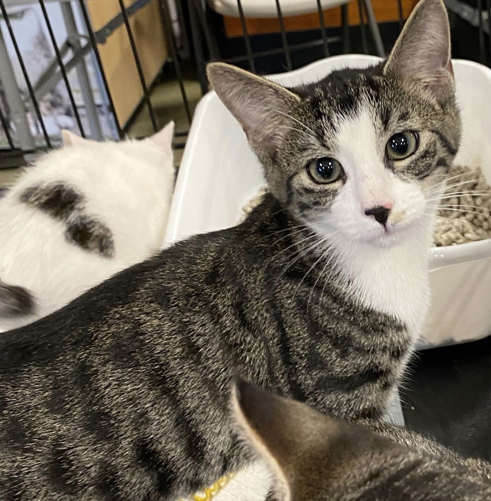 adoptable Cat in Mooresville, NC named Elton