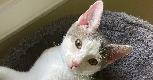 adoptable Cat in Mooresville, NC named Conway