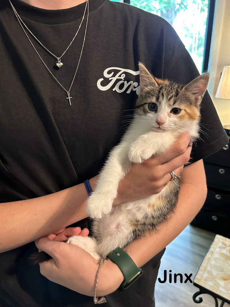 adoptable Cat in Mooresville, NC named Jinx