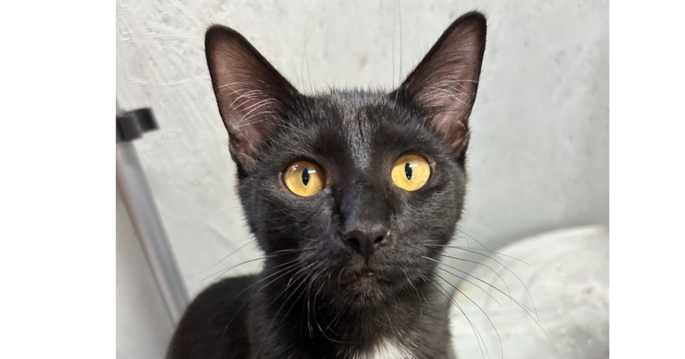 adoptable Cat in Mooresville, NC named Penguin