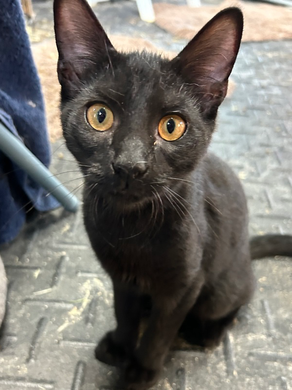 adoptable Cat in Mooresville, NC named Batman